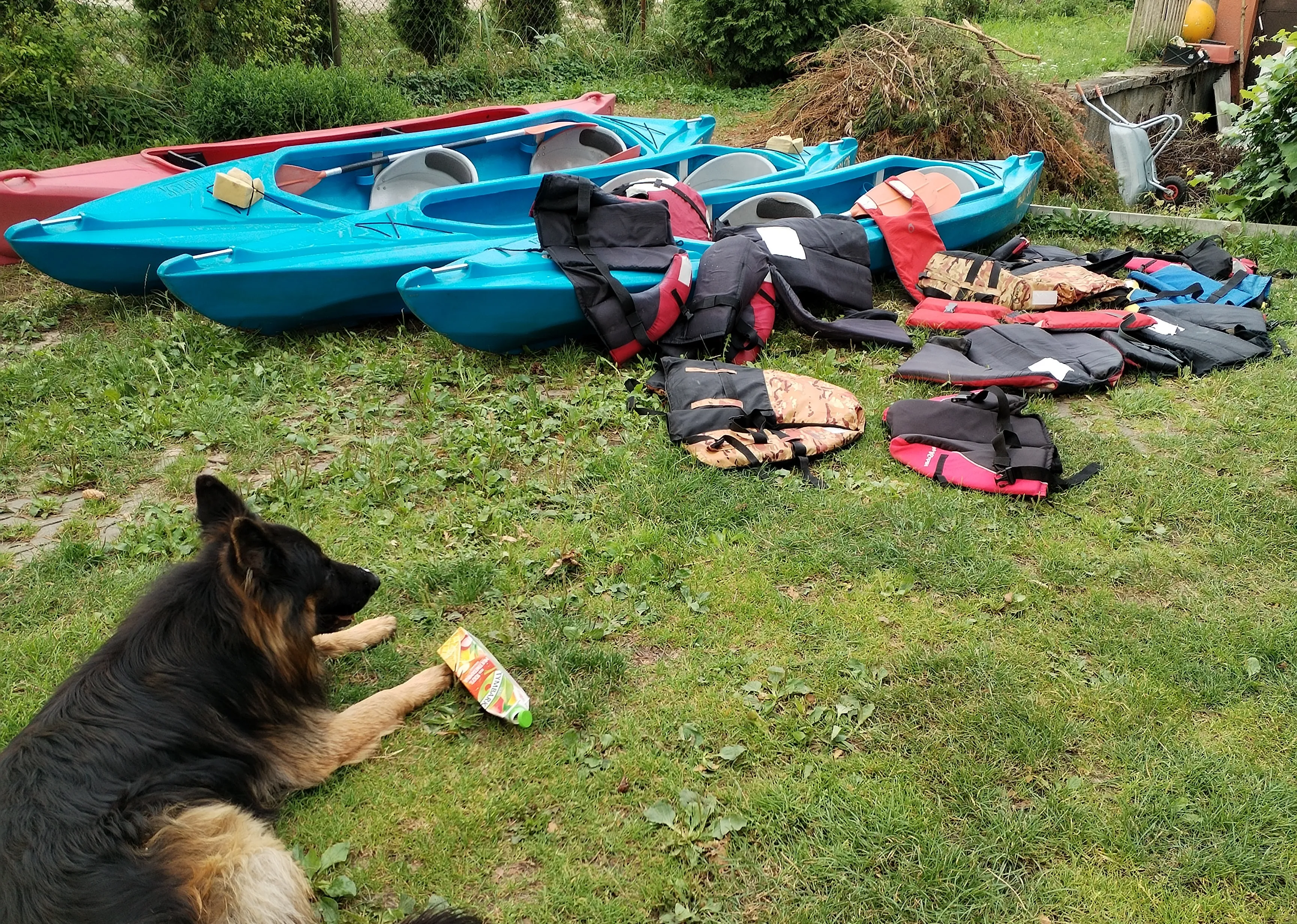 Zdjęcia kajaków z psem